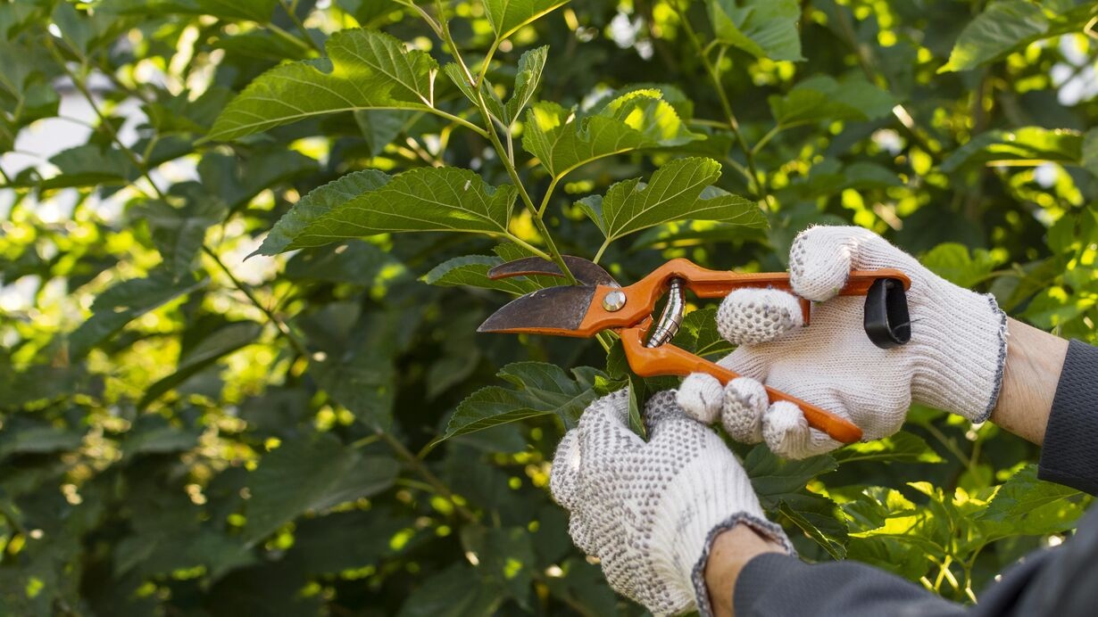 Organic Maintenance